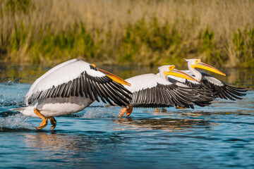 pelicans in the water in Danube delta