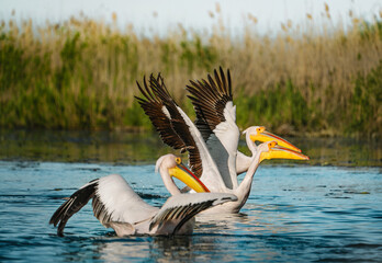 White pelicans in Danube Delta