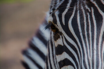 Fototapeta na wymiar Details of a Grant plains zebra female