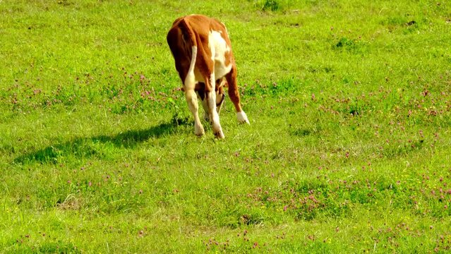 one brown young polled heifer grazes in a meadow, chews grass in meadow, pastures on sunny day, meat and dairy industry concept, ecology, problem of greenhouse gases methane, food production
