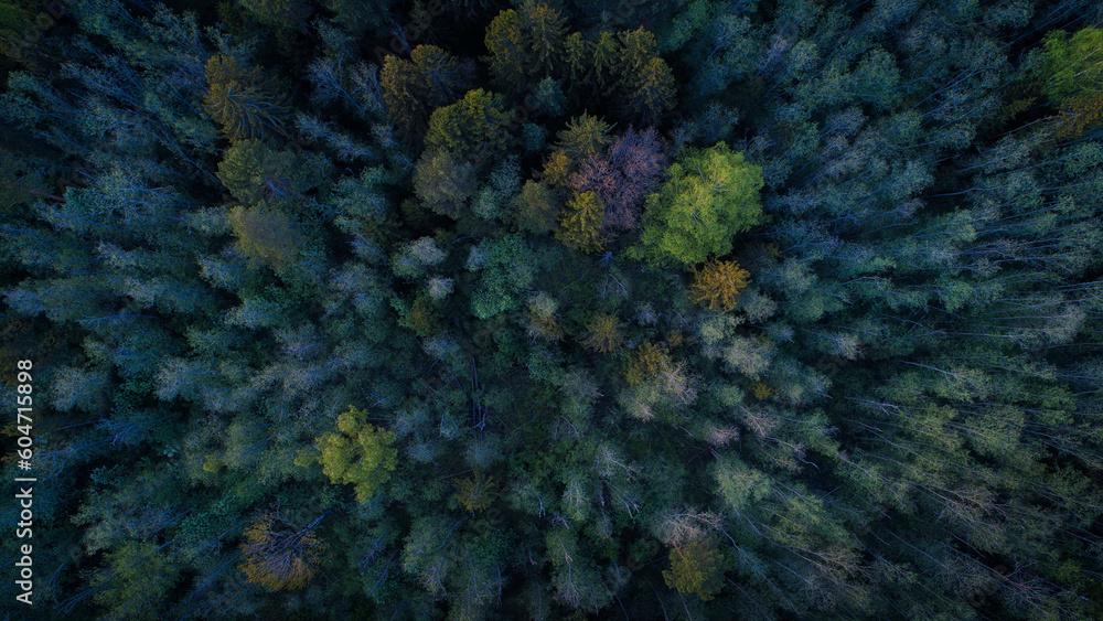 Aufkleber Aerial view of green summer forest with spruce and pine trees forest view from above; aerial top view with copy space design for web banner