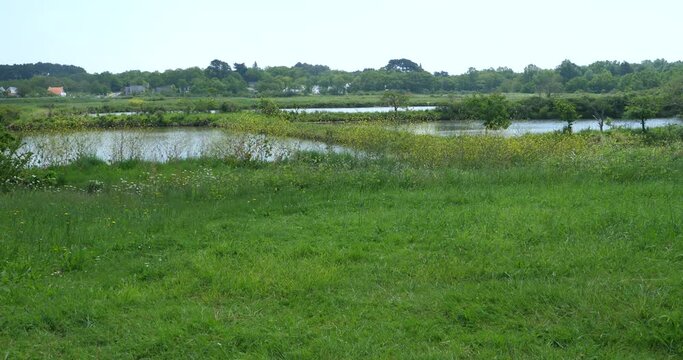 Some swamps in the west of France during spring. Mesquer, France - May 2023.