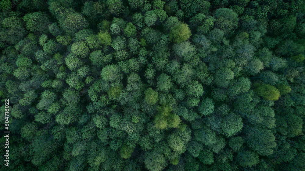 Poster aerial view of green summer forest with spruce and pine trees forest view from above, aerial top vie