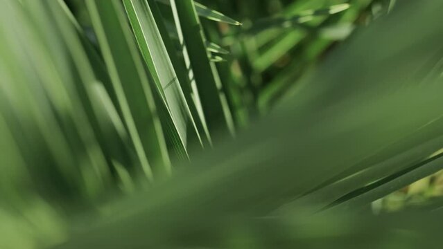 palm leaves foliage lush green tropical background texture in jungle island.