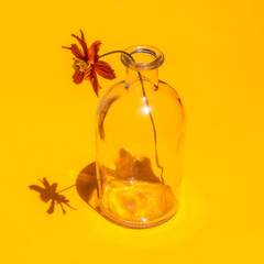 Orange Flower in Clear Vase on Yellow Solid Background