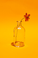 Orange Flower in Clear Vase on Yellow Solid Background
