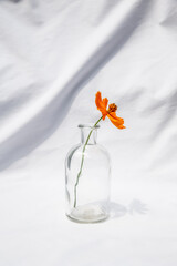 Orange Wildflower in Decorative Glass Vase