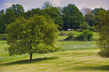 Romantische Landschaft bei Bofzen im Weserbergland
