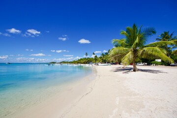 Tropical beach with palm trees, Bayahibe, Dominican Republic  - obrazy, fototapety, plakaty