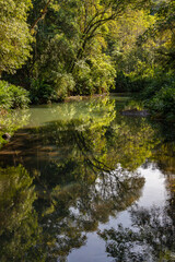 Small river in the florest