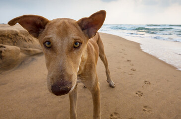 Dog on the beach