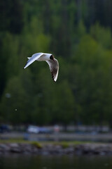 seagull in flight