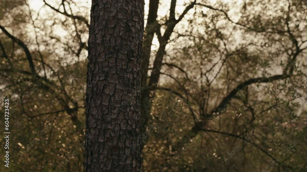 Wall mural slow motion closeup shot of pine tree with copy space