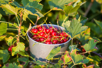 Red currant in the summer garden. Fresh ripe berries in a small metal bucket. 