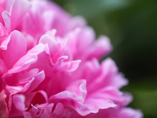 Pink peony petals close up. 