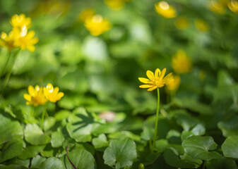 Yellow flowers of meadow buttercup on a background of green grass. Side view of yellow meadow buttercups in spring. Meadow flowers are the subject of special attention. Flowering plants in the park. 