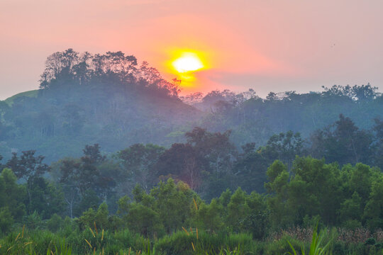 jungle at sunset