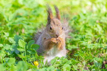 Fototapeta premium A squirrel with a fluffy tail in a spring park sits on the green grass eating nuts close-up, selective focus. Animals in the city park.