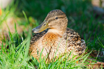 Ducks on the pond in the park are sitting on the grass. Colorful bird feathers. A pond with ducks and drakes. Duck feet on the surface of the water. Ducks eat food in the water. Portrait of a duck.
