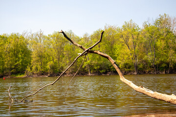 Old branch hanging over the river