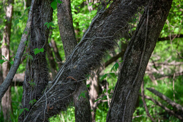 Vines growing on a small tree trunk