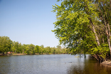Newly reborn trees over the flowing river