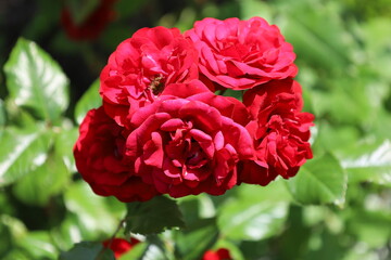 red rose in garden