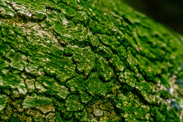 Rama de árbol con corteza de color verde.