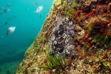 Animal camouflage, Octopus vulgaris mollusc underwater hidden on a rock in the ocean, natural...