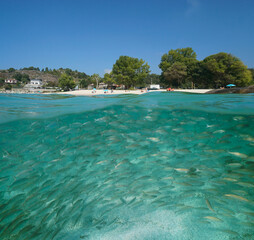 School of fish underwater near beach shore on the Atlantic coast of Spain, split view over and under water surface, Galicia, Rias Baixas