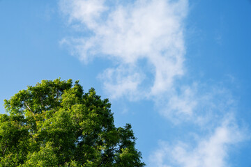 Obraz premium 初夏の空