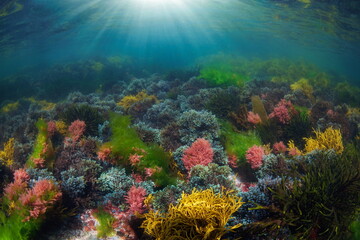 Fototapeta na wymiar Sunlight underwater over various colorful seaweed in the Atlantic ocean, natural scene, Spain, Galicia