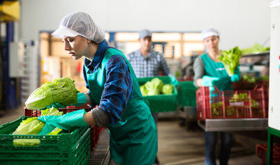 Young focused workwoman working on sorting line in vegetable factory, arranging selected green...