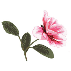 Pink magnolia flower drawing vector illustrations. Botanical floral hand drawn element.