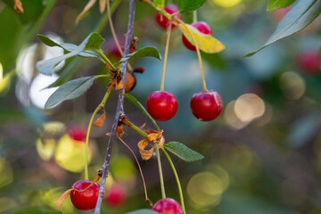 Obraz premium Frutas