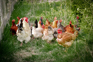 Chickens and rooster feeding on rural barnyard on green grass. Hens on backyard in free range poultry eco farm. poultry farming concept.chicken coop in sunny summer day