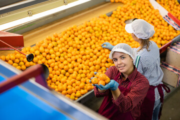 High angle view of smiling young female sorter working on citrus sorting line in agricultural factory showing pile of ripe mandarins © JackF