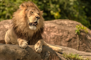 Fototapeta premium A majestic lion relaxes atop a rocky outcropping, its sun-lit mane radiating in the warm sunlight. Its carnivorous presence dominating this animal wildlife scene.