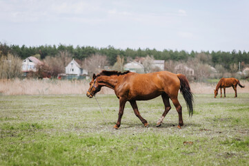 Beautiful young brown horse, stallion walks, grazes in a meadow with green grass in a pasture,...
