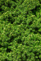 Background, texture of a beautiful coniferous green tree, a bush of conica. Nature photography, plant close-up in the botanical garden.