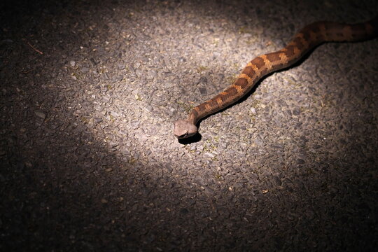Kagoshima, Japan - May 17, 2023: Dwarf lancehead snake or Okinawa pitviper or Hyan or Himehabu
