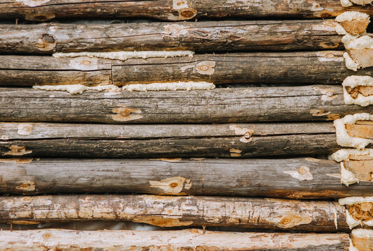 Background, texture of a wall made of wooden logs of pine, coniferous wood with polyurethane foam. Photography, nature.