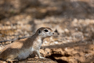 Naklejka na ściany i meble An adult female round-tailed ground squirrel, Xerospermophilus tereticaudus, near her burrow in the Sonoran Desert. Native wildlife, Pima County, Tucson, Arizona, USA.