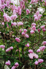 Blooming pink lilac flowers in spring on a tree in a garden in nature. Close-up photo.