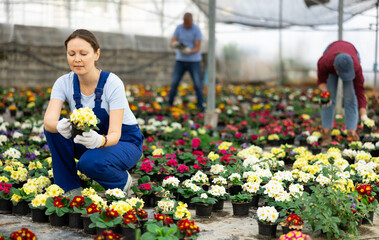 Female employee in overall of large greenhouse checks young primrose shoots. Growing hardened plants, sending plants to customer on day of registration. small and large wholesale