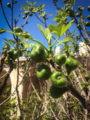 Figs on a fig tree