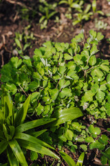 A green columbine plant with water drops in the leaves grows in the garden. Photography, nature.