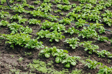 Green bushes of potato plant grow in the garden. Nature, growing food.