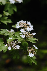 Flowering viburnum flowers on a tree branch close-up. Close-up photography, nature, gardening.