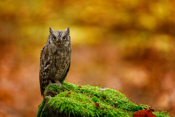 Owl in autumn. Eurasian scops owl, Otus scop, perched on mossy rotten stump in colorful autumn...